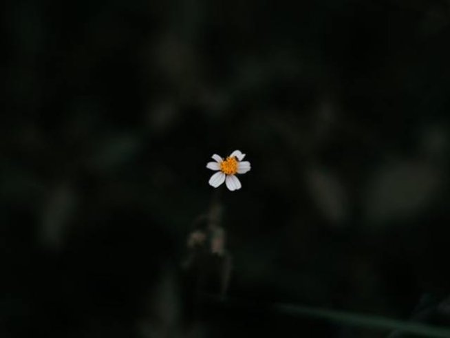 Снимка: pexels