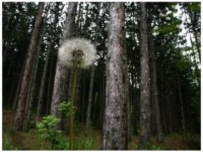 Пазете чистотата 