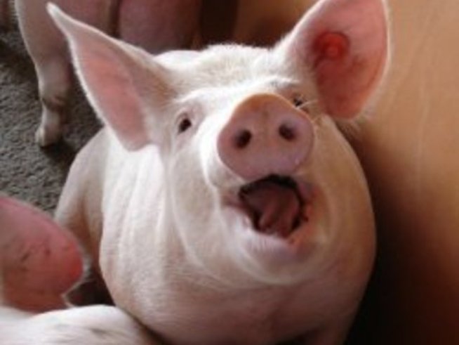 Китайският хороскоп: зодия Глиган (свиня, прасе)