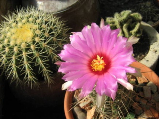 Как се гледа кактус