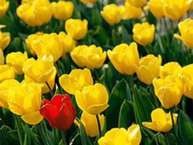 Благовещение е – пролетта идва!