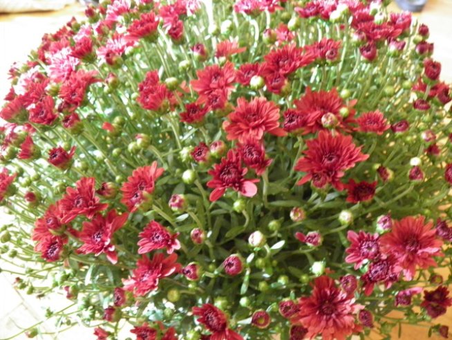 Снимка: Вергиния Генова