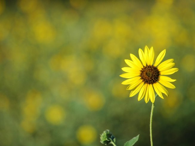 Снимка: Sxc.hu