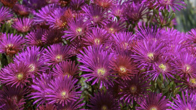 Лампрантус. Снимка: istock