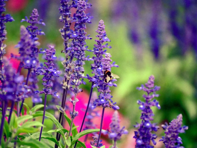 Снимка: morguefile.com