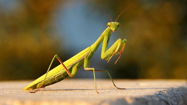 Какво означава, ако видиш богомолка?. Снимка: istock