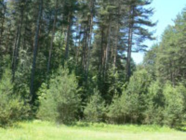 Замени, изсечи, застрои!