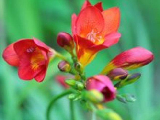 Вземи си принцеса – фрезия!