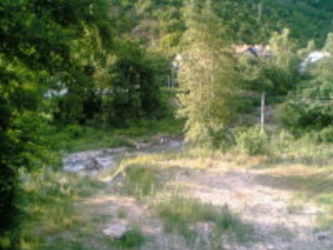 Прегърни дърво!