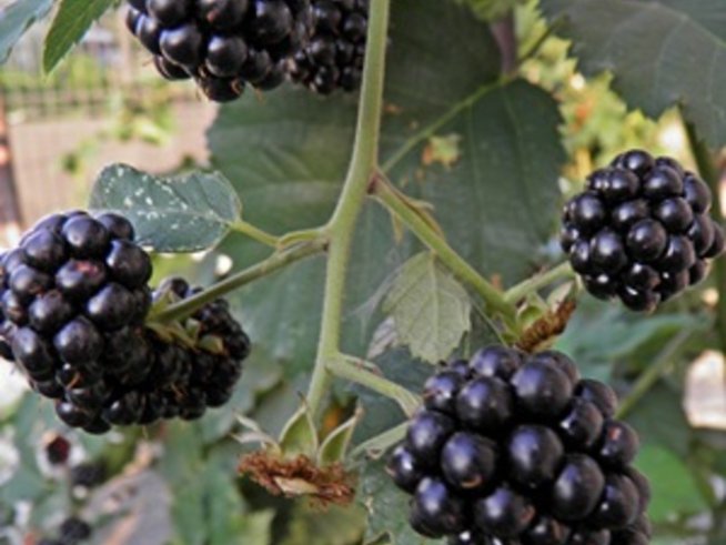 Неочаквани маски за лице с къпини