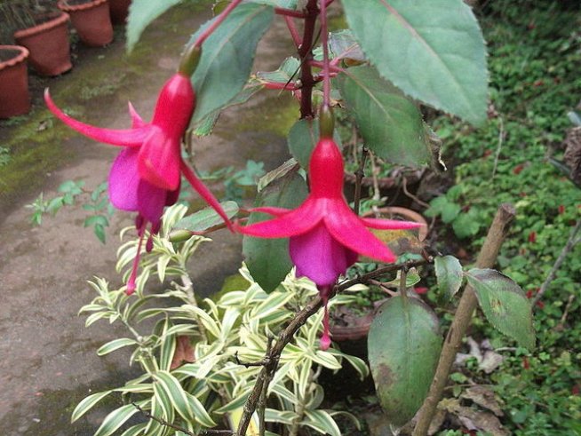 Снимка: Wikimedia Commons