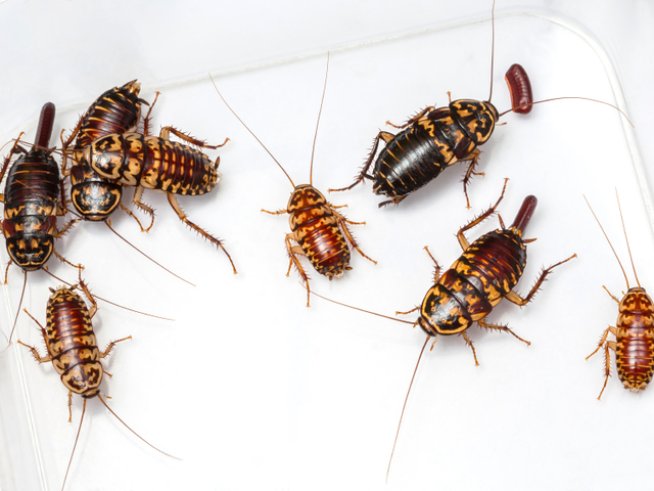 Снимка: iStock