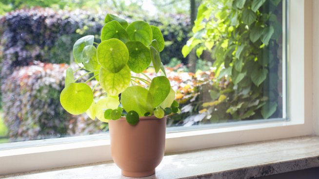 Цветя за здраве и късмет в дома.Снимка: istock