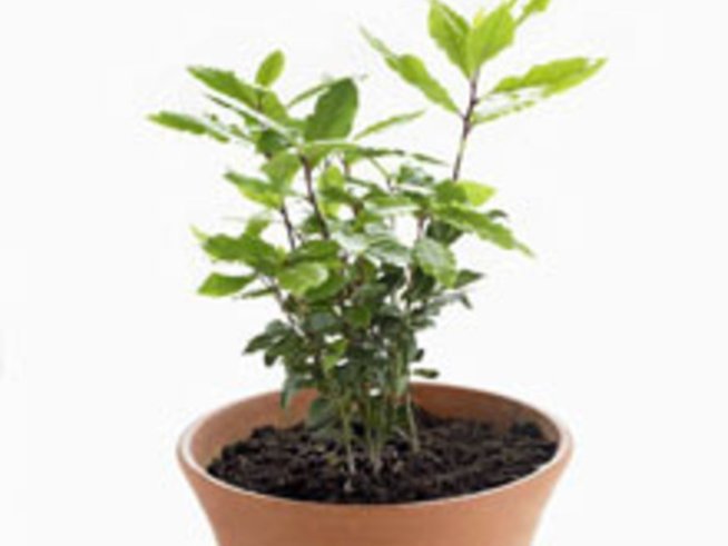 Пролетно орязване на листата