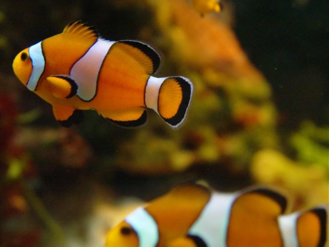 Снимка: Sxc.hu