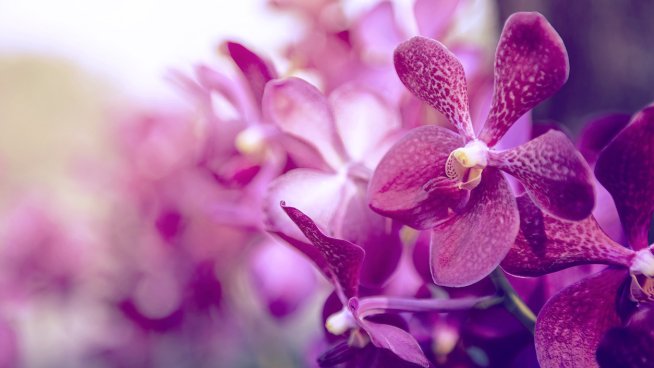 5 растения срещу негативна енергия. Снимка: istock