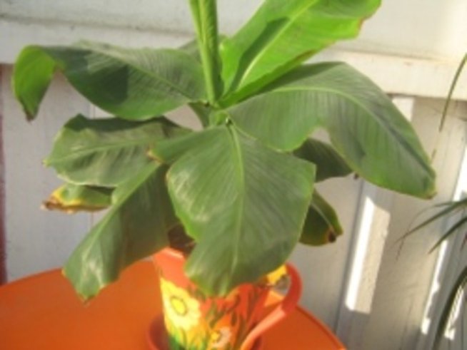 Как да се погрижим за банана у дома?