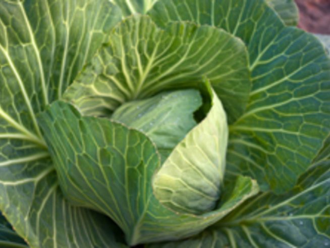 Маска със зелеви листа