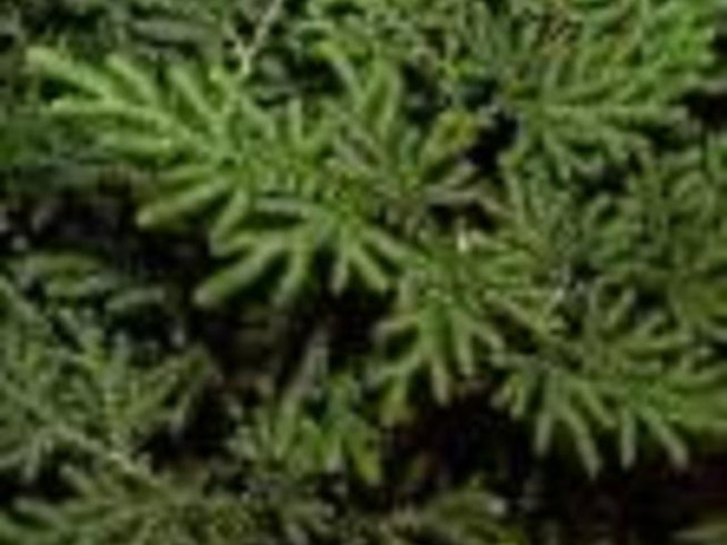 Селагинела - нежна и красива