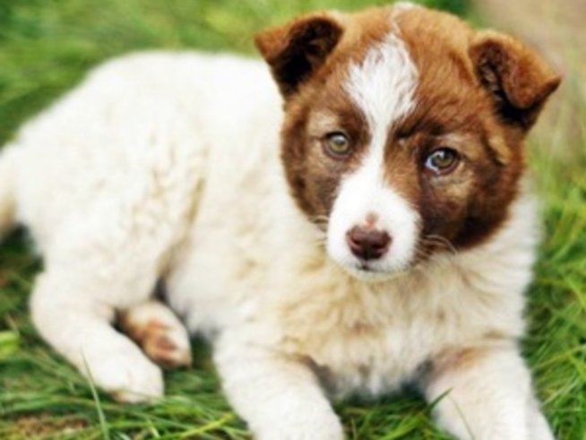 Куче или дете - дилемата на британското семейство