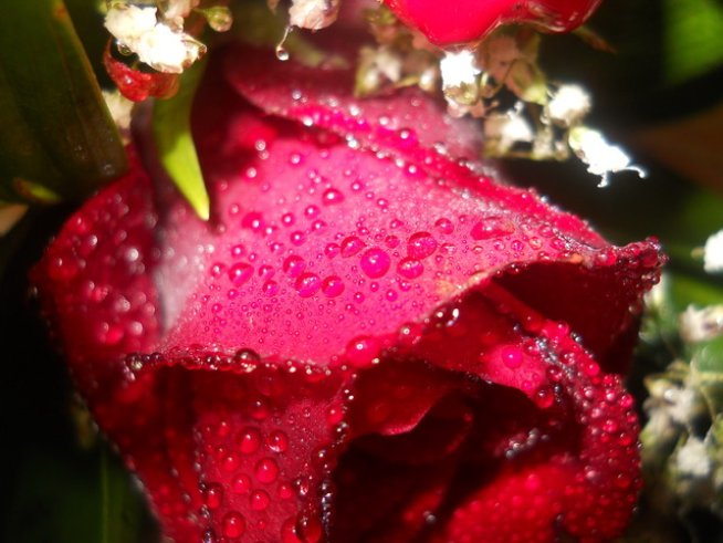 Снимка: freeimages.com