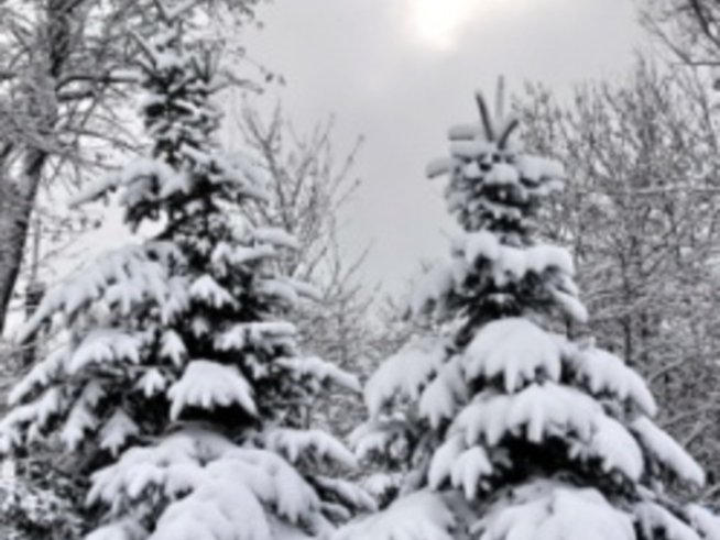 Пръскат коледни елхи с противобракониерски спрей