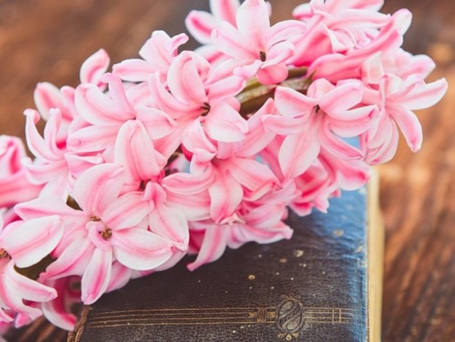 Снимка: Pixabay