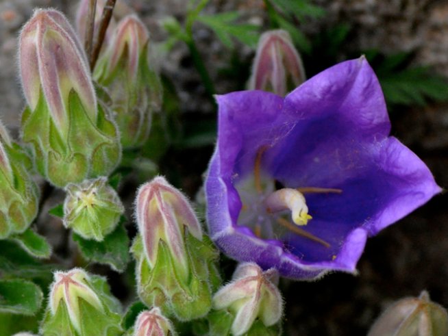 Снимка: Wikimedia Commons