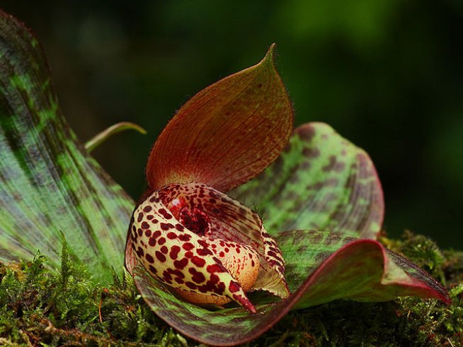 Снимка: Wikimedia Commons