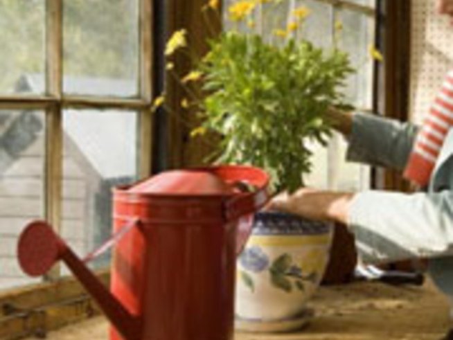 Осем съвета за отглеждане на цветя в саксии през зимата