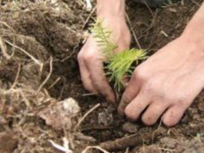 12 000 дръвчета за ПП „Витоша”