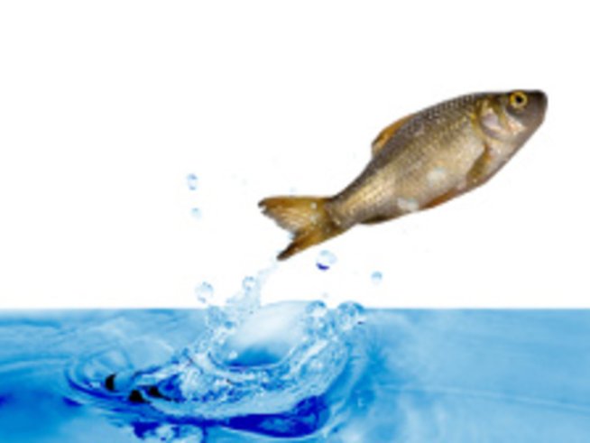 За свекървите и шараните с любов