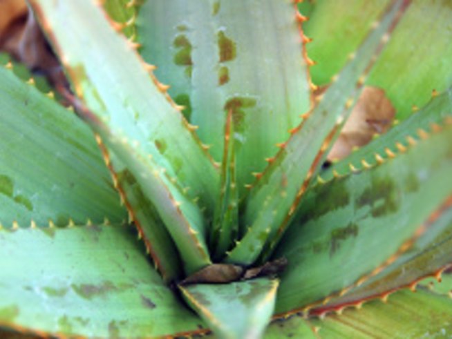 Цветя за по-чист въздух у дома