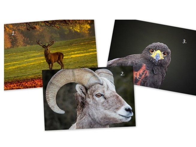 Снимки: pixabay; Колаж: Михаела Лазарова