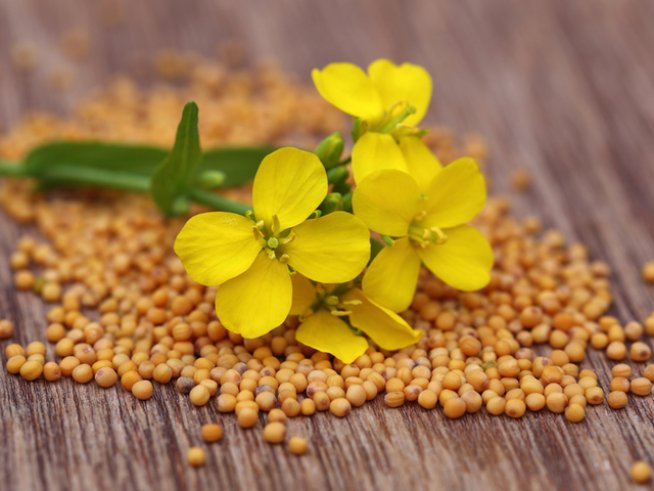 Синапено семе; снимка: istock