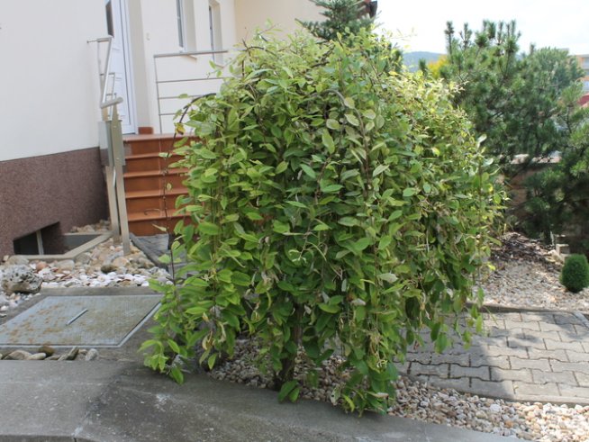 Снимка: Wikimedia Commons