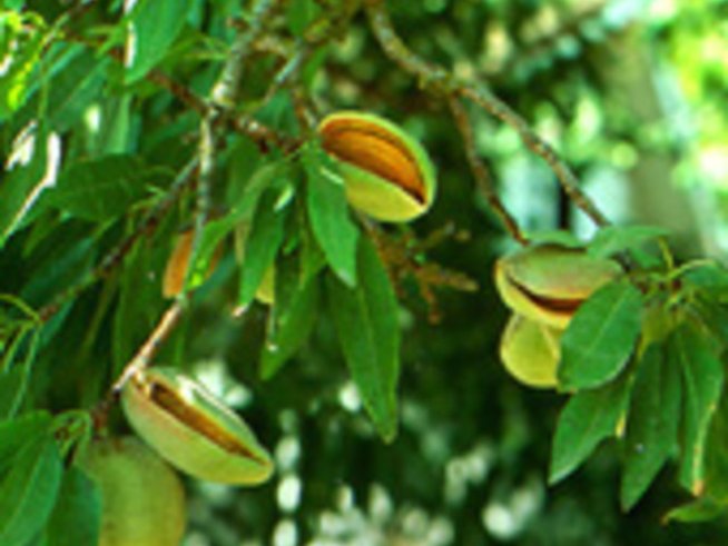 Бадемовото масло - дар от Изтока