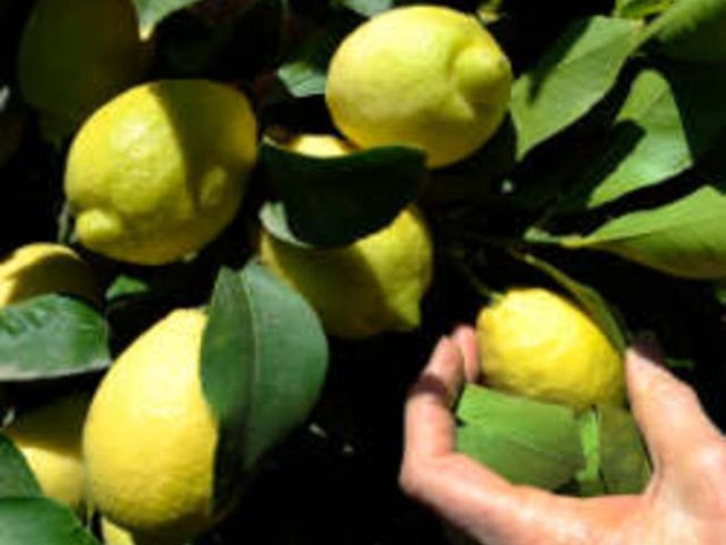 Някои от най-засищащите плодове за диета