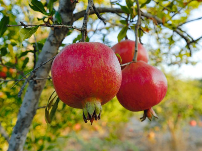 Нарът – вечен символ на красотата