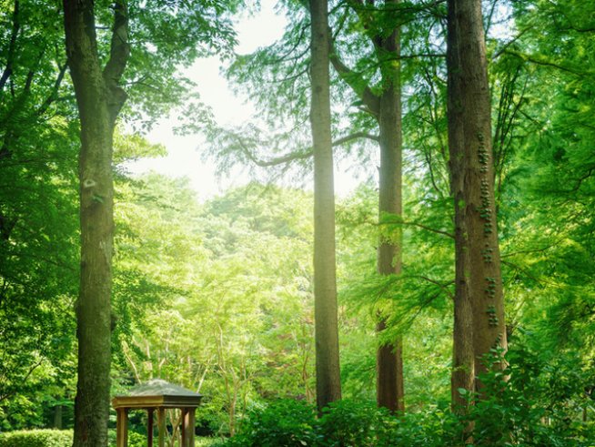 Снимка: Istock