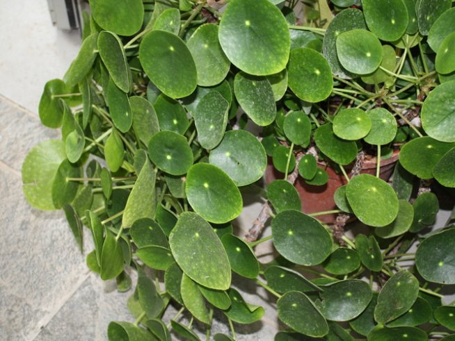 Снимка: Wikimedia Commons