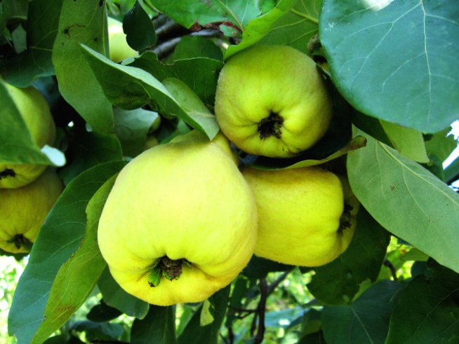 Снимка: Sxc.hu