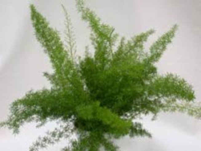 Мъката на художника