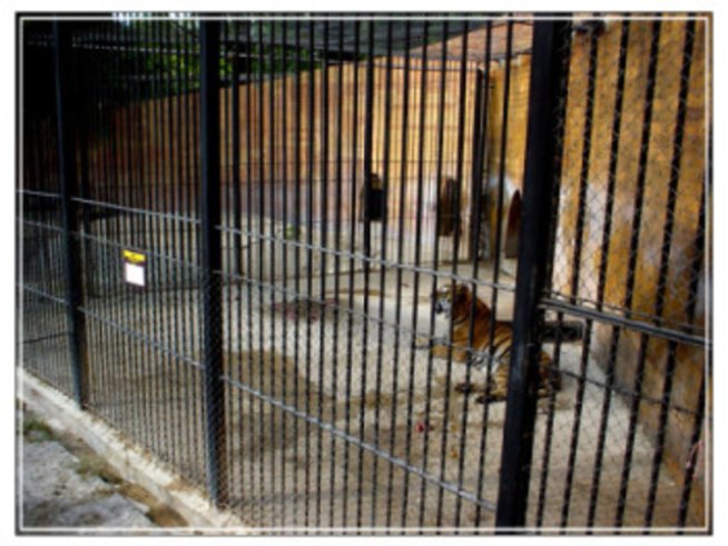 Животните в зоопарка във Варна имат нужда от помощ