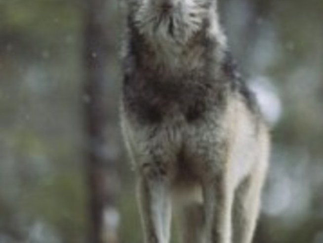 Петя и вълкът – Симфонична приказка за разказвач и оркестър