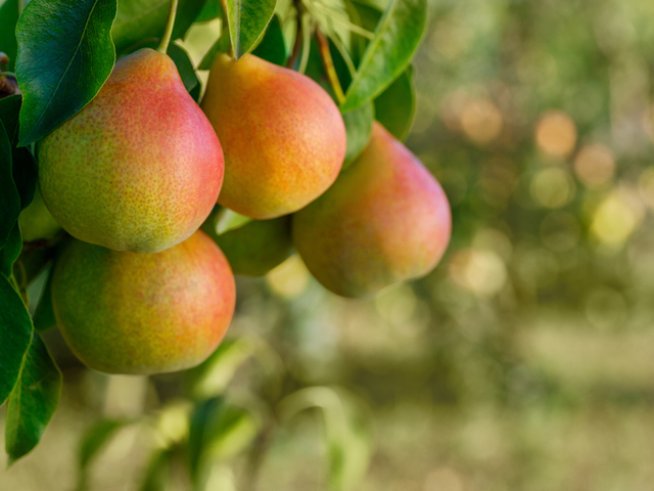 Снимка: istock