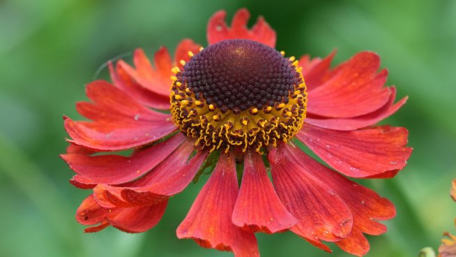 Хелениум. Снимка: istock