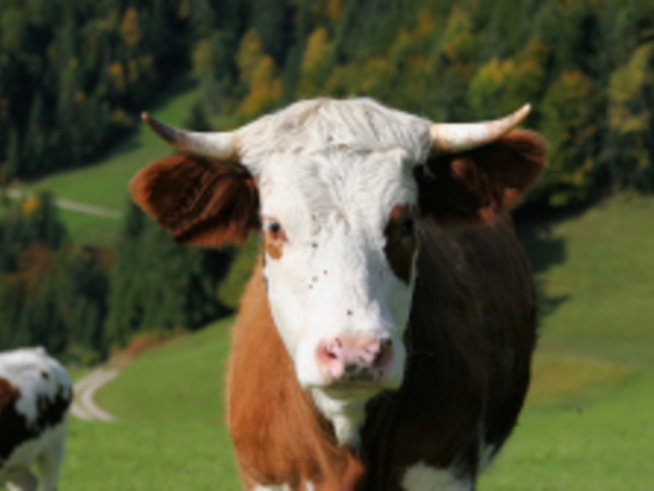 Човешка кърма от китайски крави