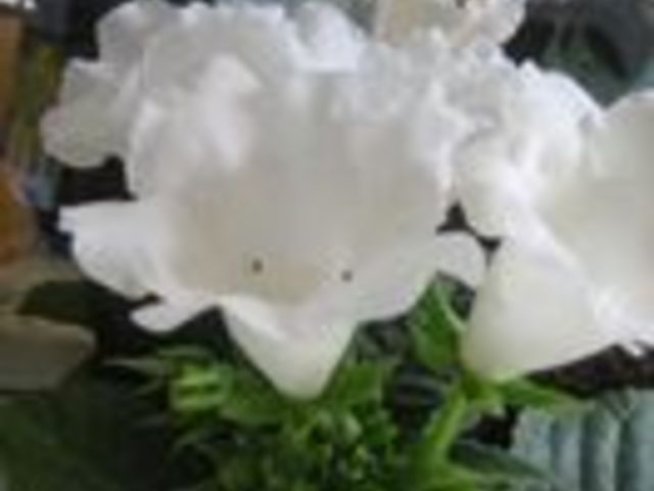 Прекрасната глоксиния