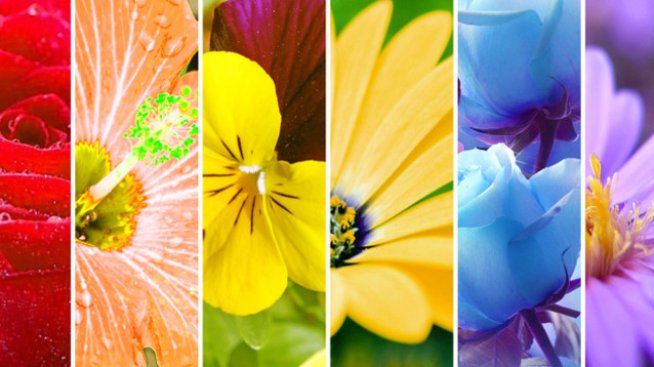 Честит празник! Снимка: istock